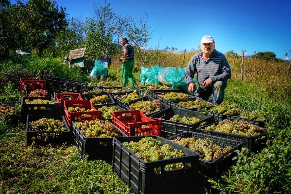 Rtveli Georgia 2022. Wine Harvest. Pressing grapes. Artisan winery. kakheti. Telavi.