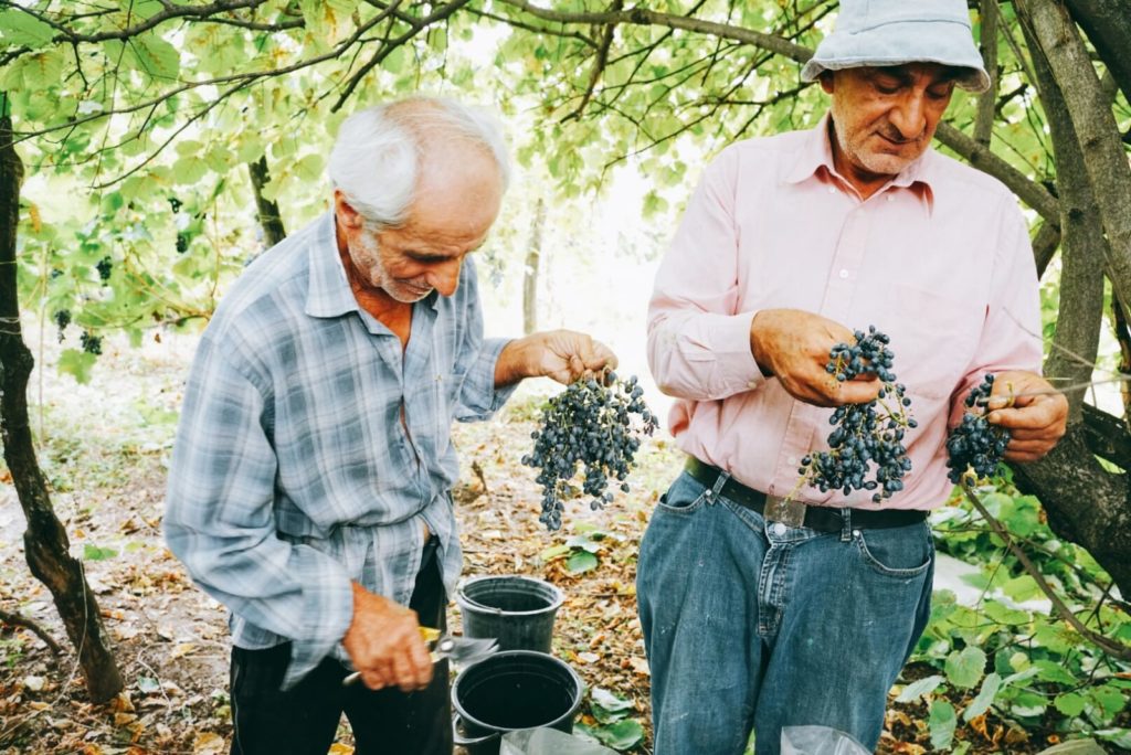 Rtveli - Georgian Harvest Festival (for grapes/wine). Selecting Budeshuri grapes.