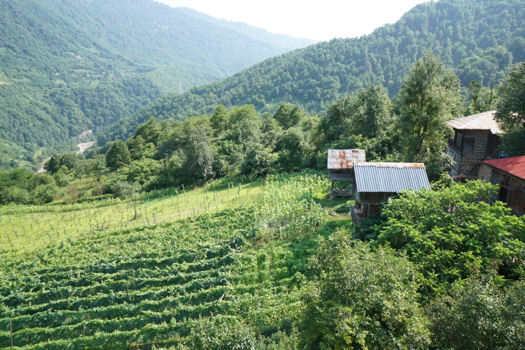 Wine region near Batumi