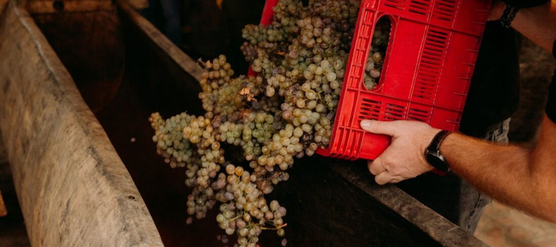 Authentic Rtveli harvest tour