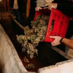Authentic Rtveli harvest tour