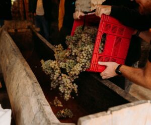 Authentic Rtveli harvest tour