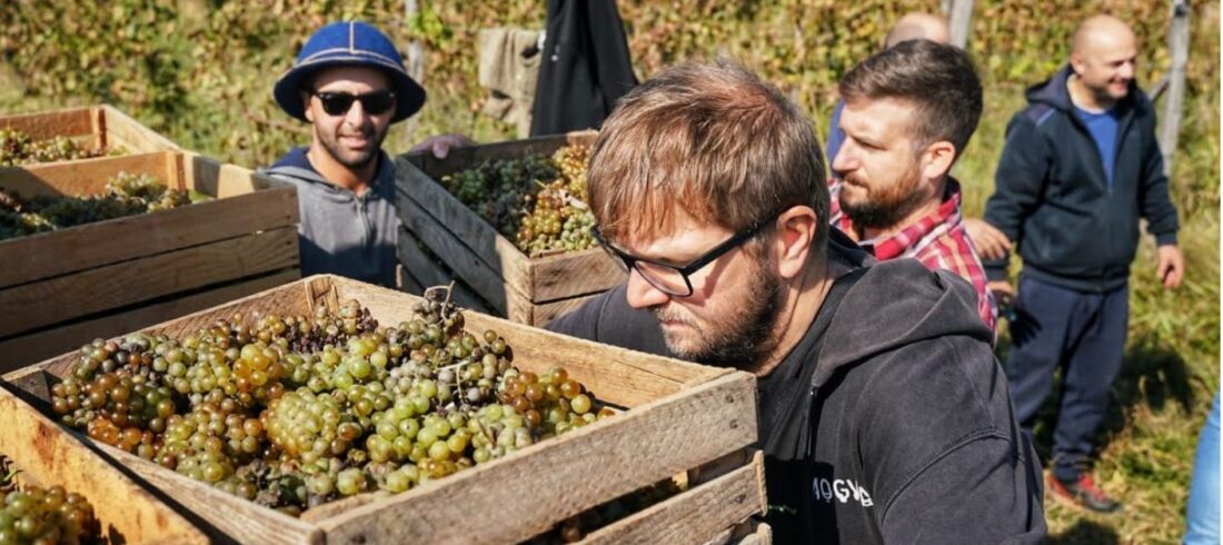 Rtveli harvest tour