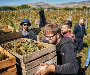 Rtveli harvest tour